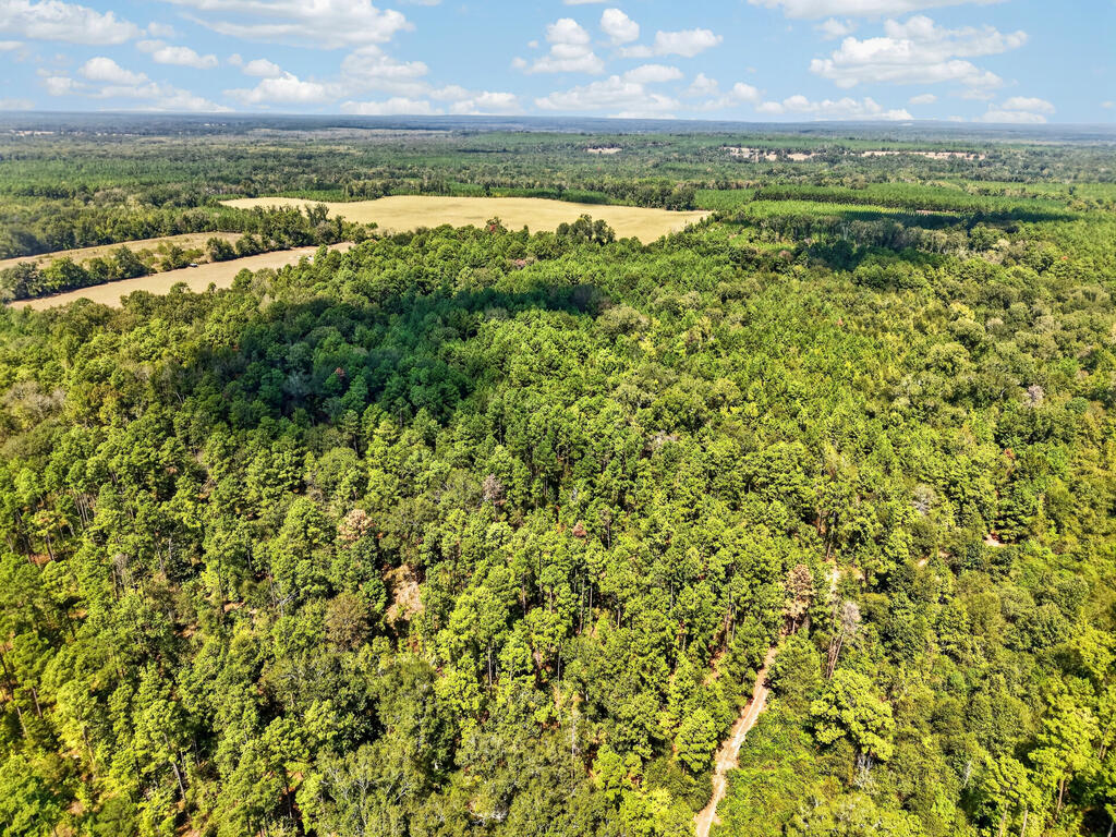 Aerial view of dense woodland with a winding dirt road and open fields beyond.
