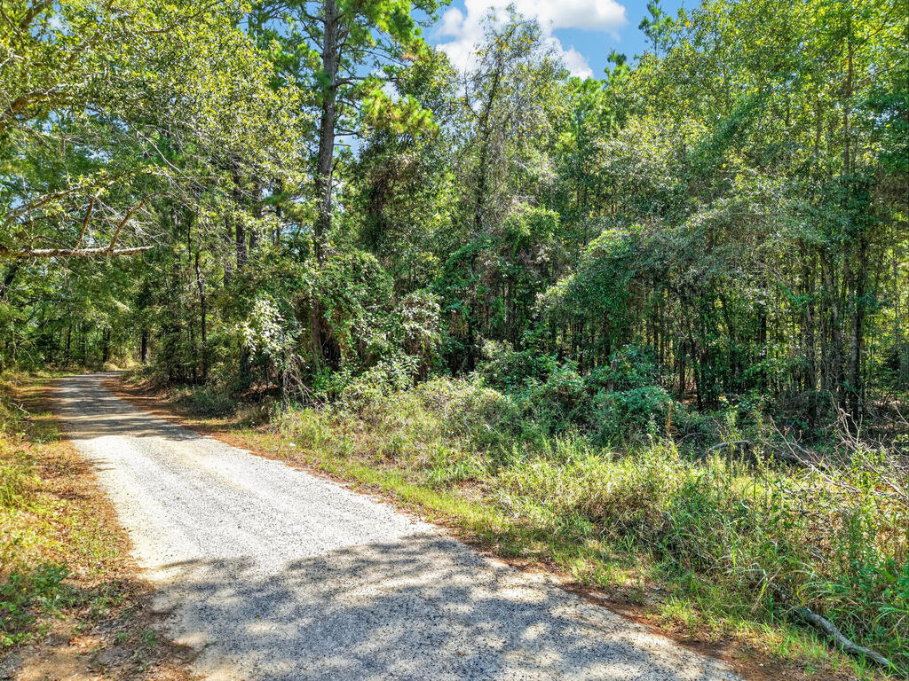 Gravel road curves through dense woods, with sunlit grass along the property edges.
