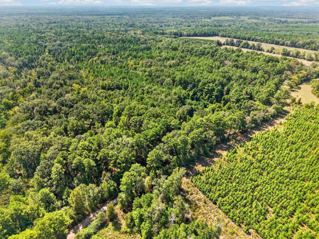 Aerial view of densely wooded land with a narrow clearing and access road.