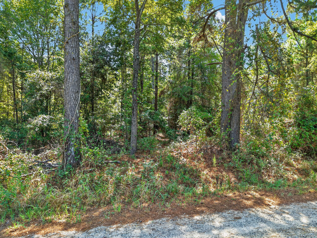 Wooded property with mature trees and dense undergrowth beside a gravel road.
