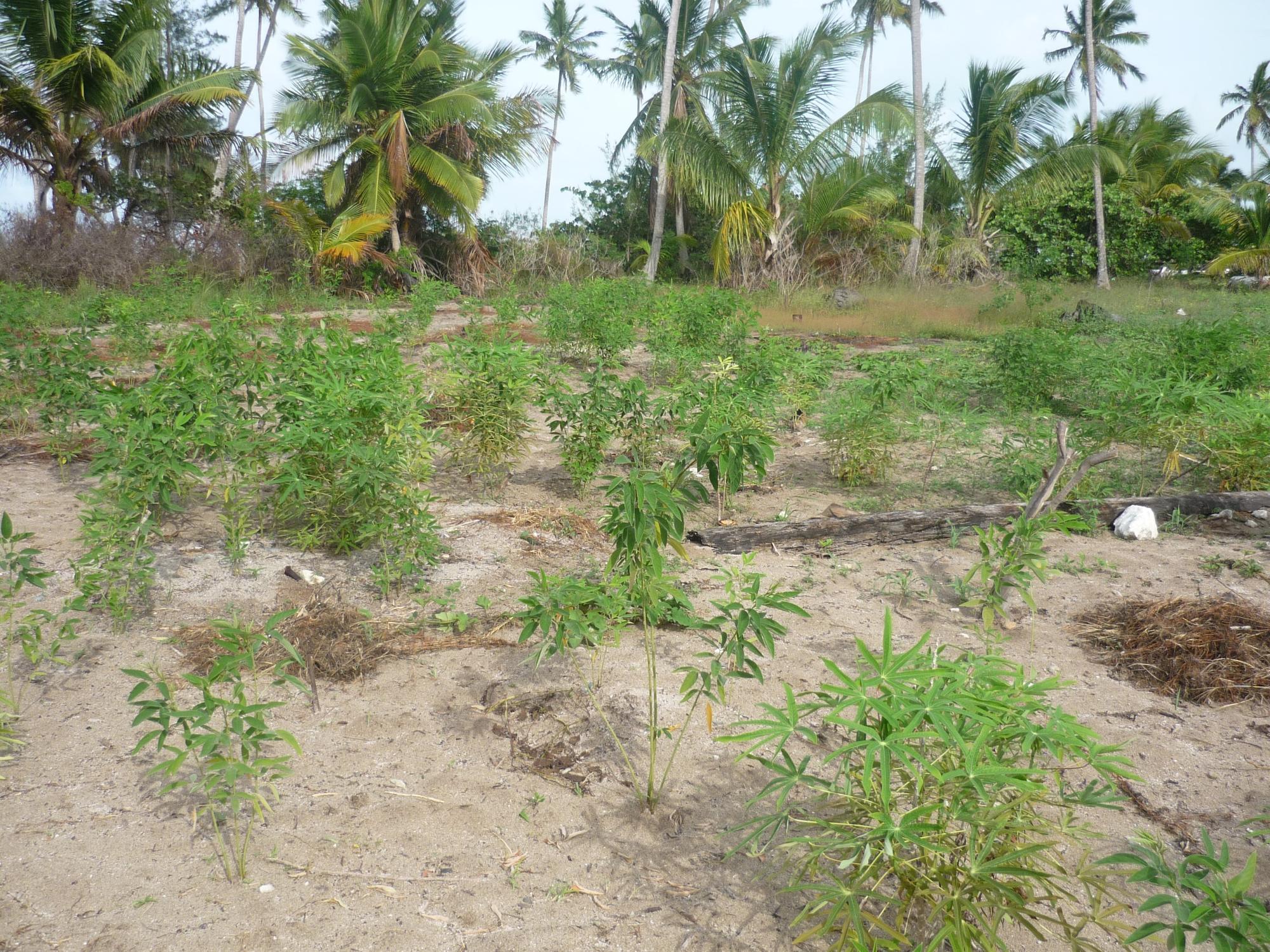 Front 1.020 ACRES MANGROVE CAY Unit: Beach
