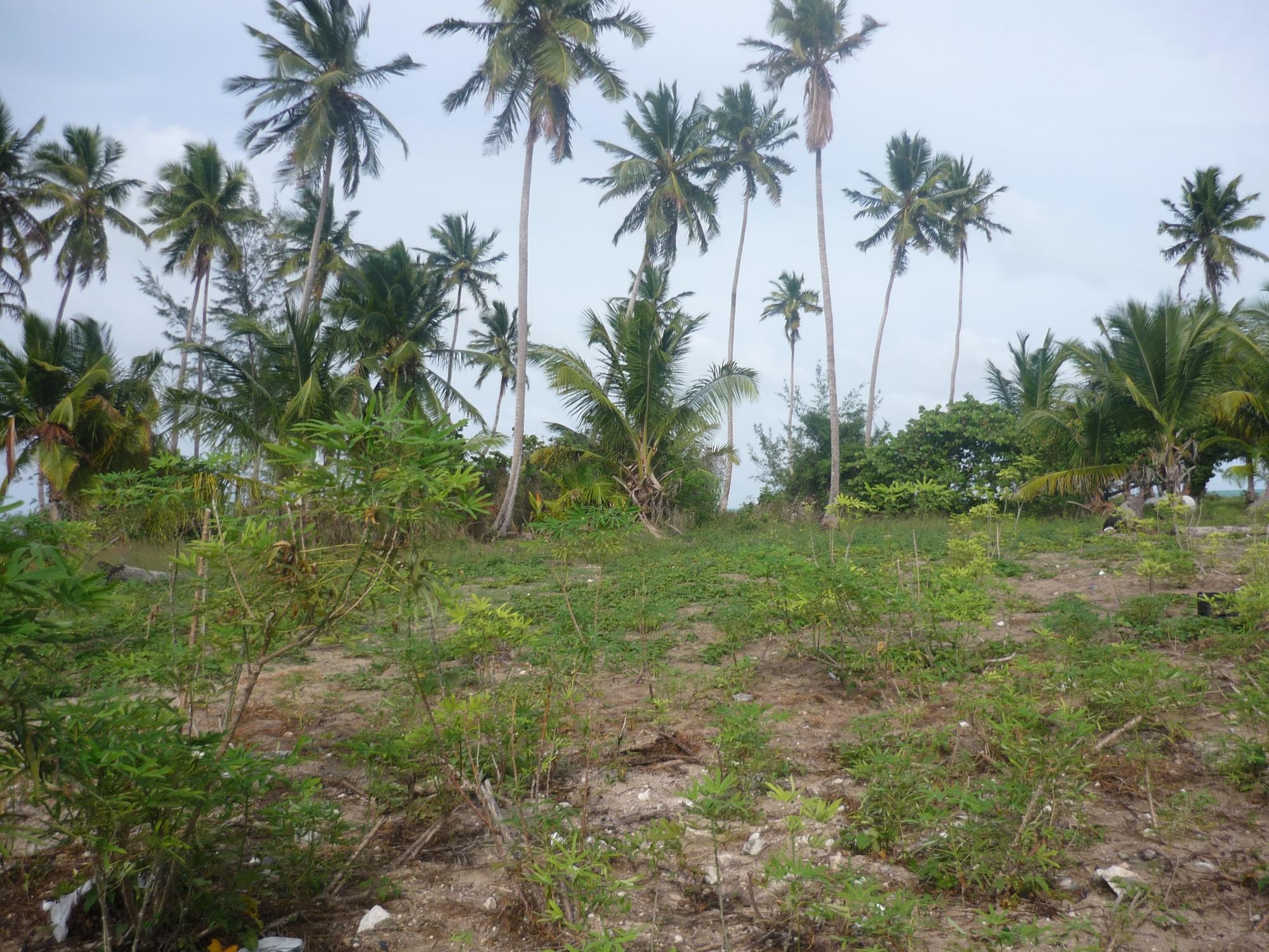 Front 1.020 ACRES MANGROVE CAY Unit: Beach