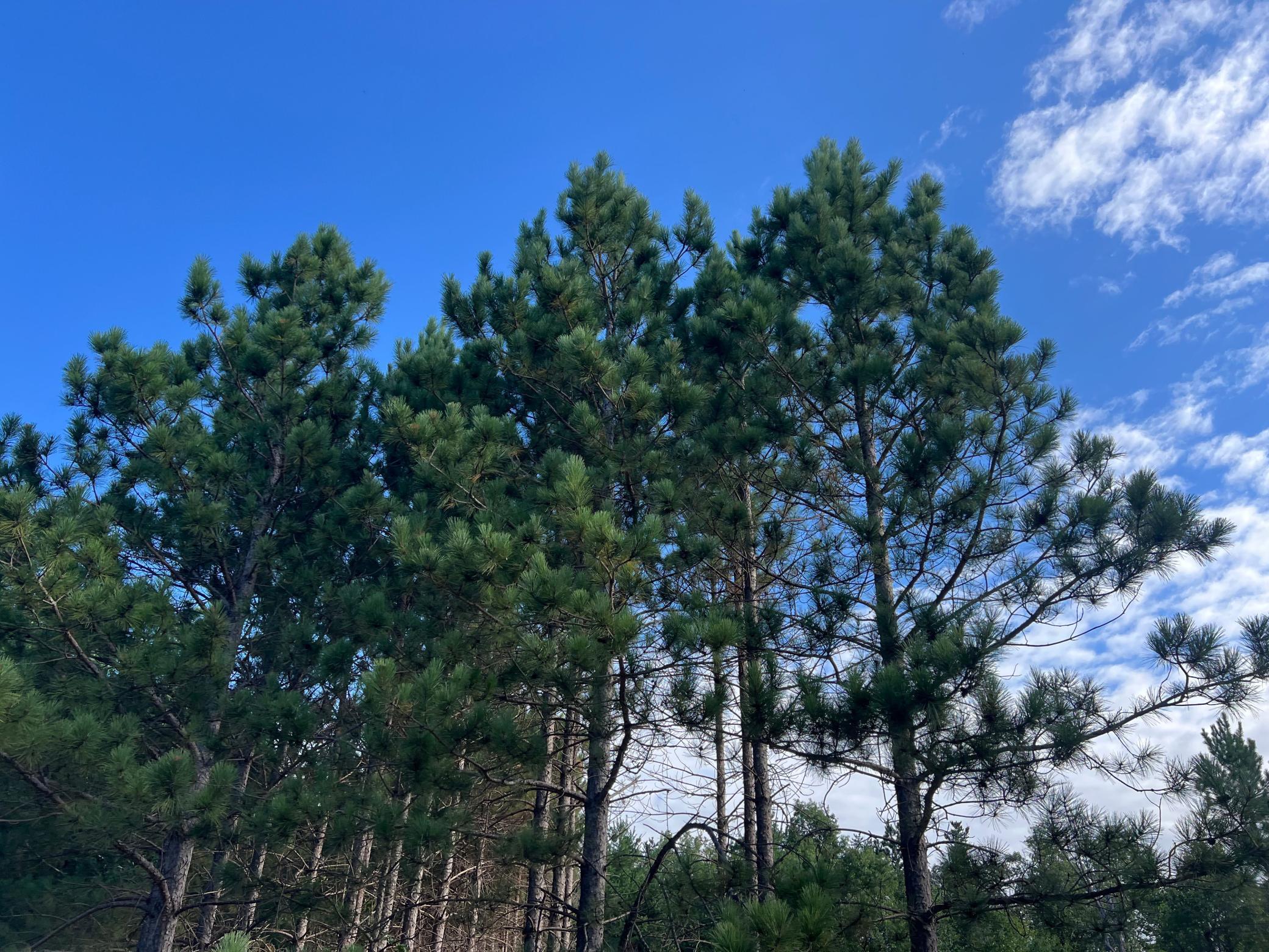 4218 See Gull Cove