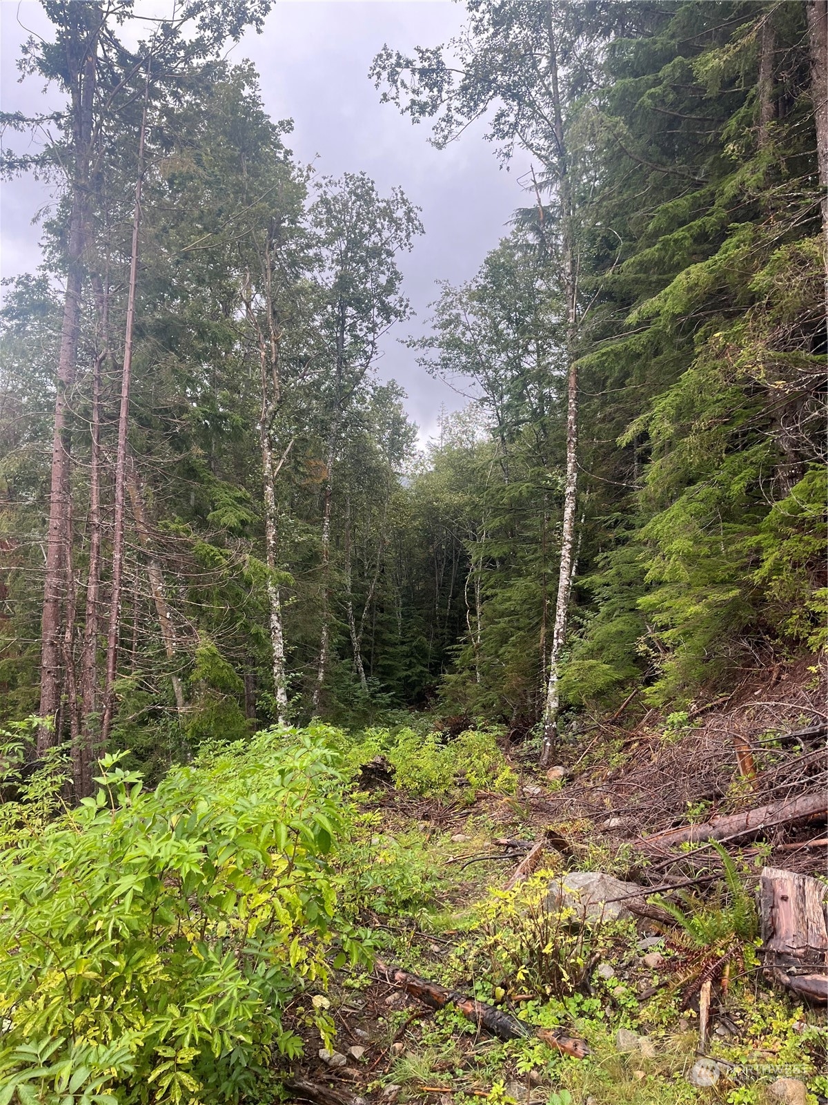 4 XX Cayada Creek Road - USFS 7810