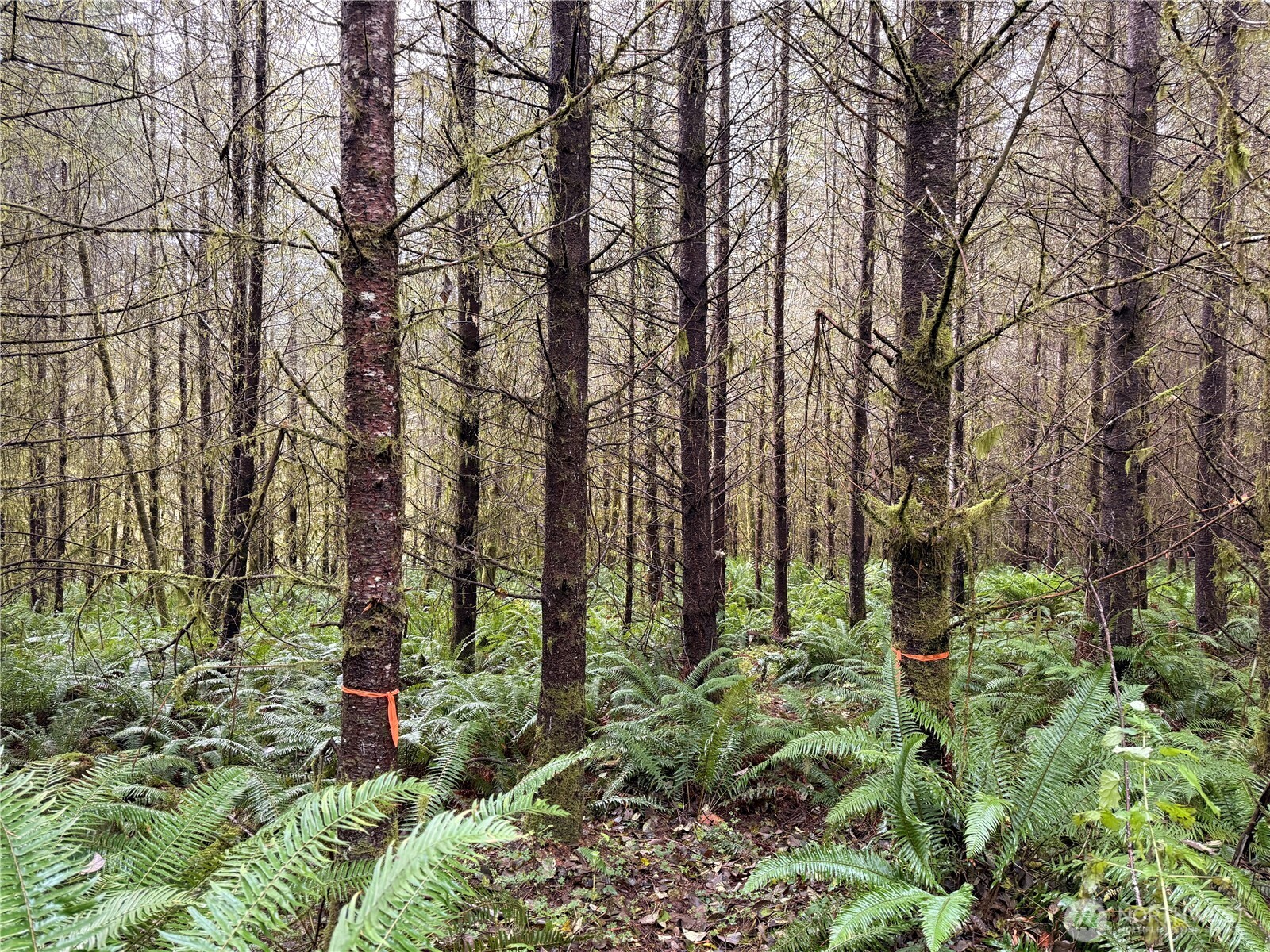 50 x Winston Creek Road