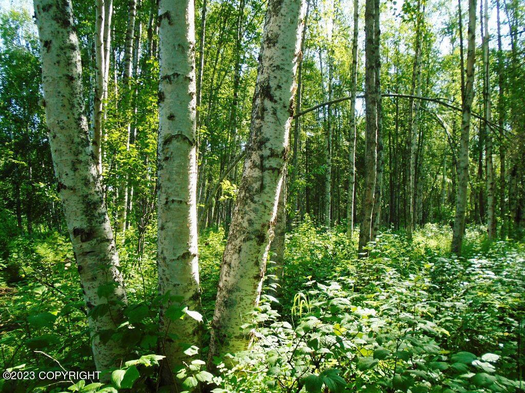 Tr C Mi 9 S Parks Highway