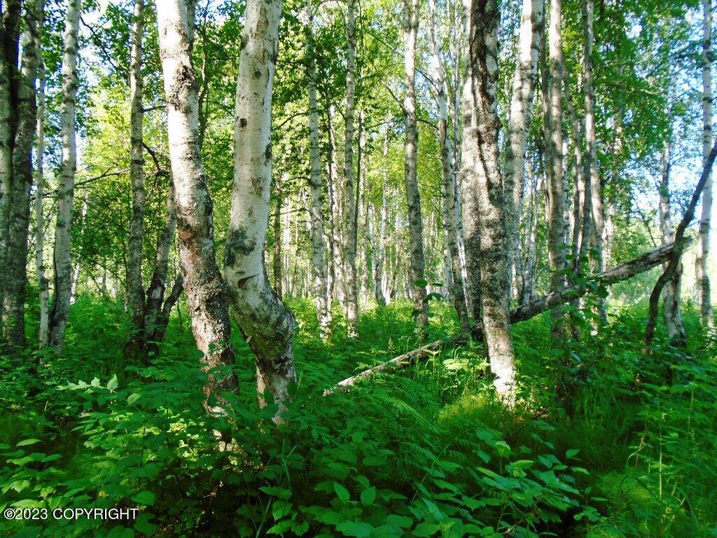 Tr C Mi 9 S Parks Highway