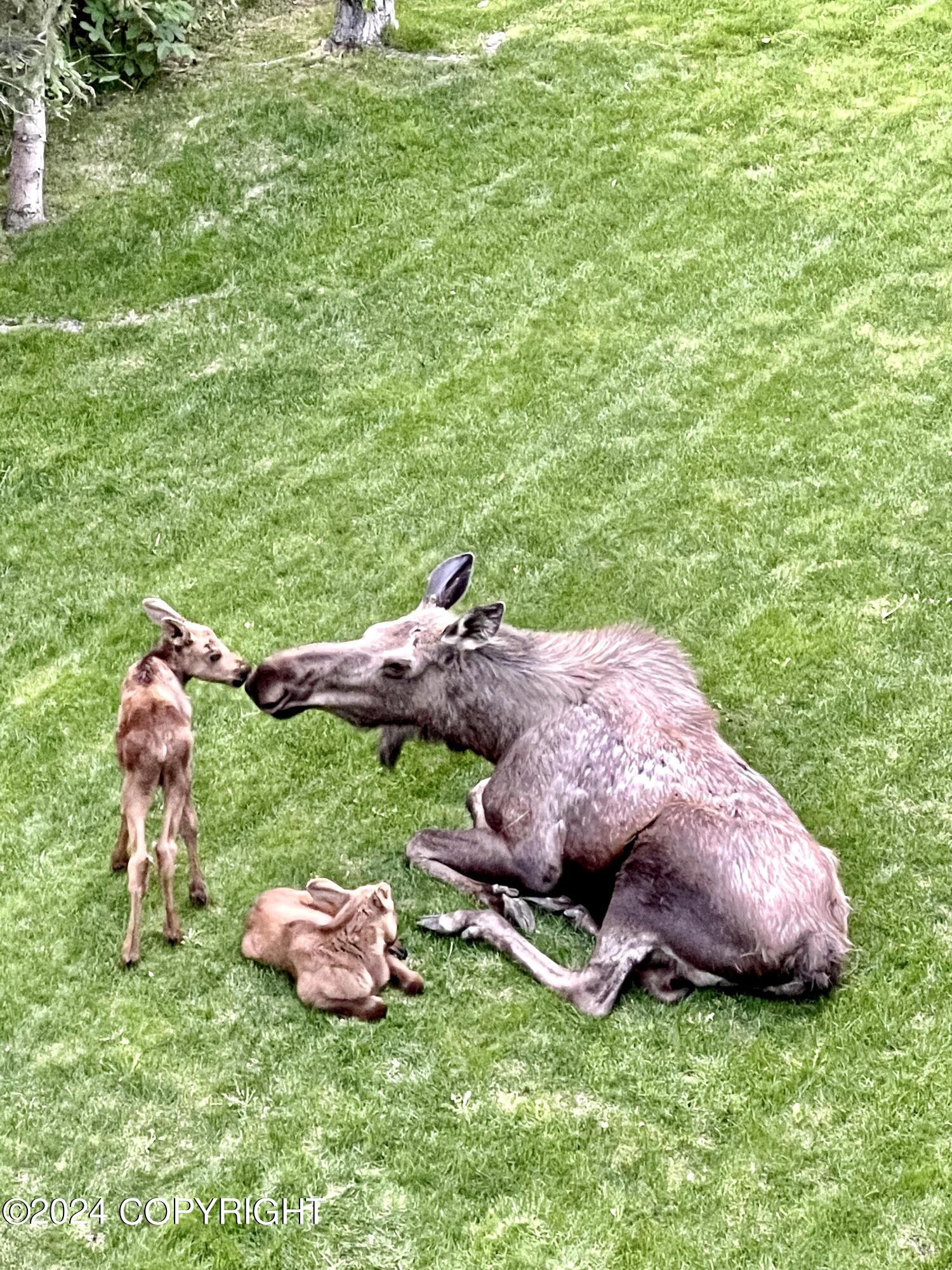 18632 Guillemot Circle