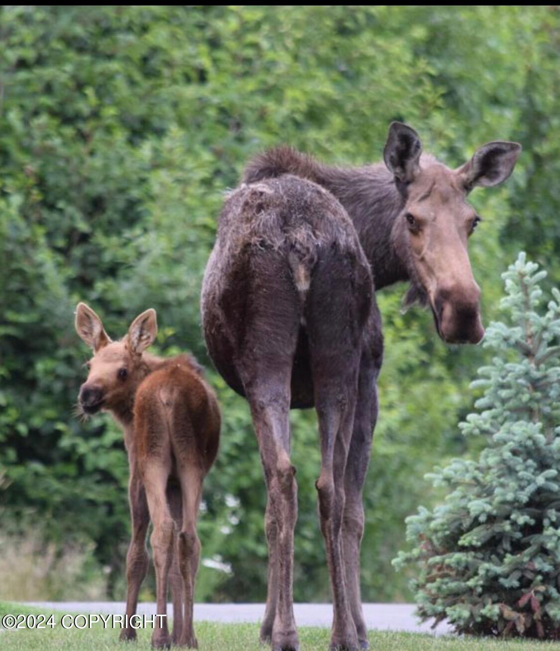 18702 Guillemot Circle