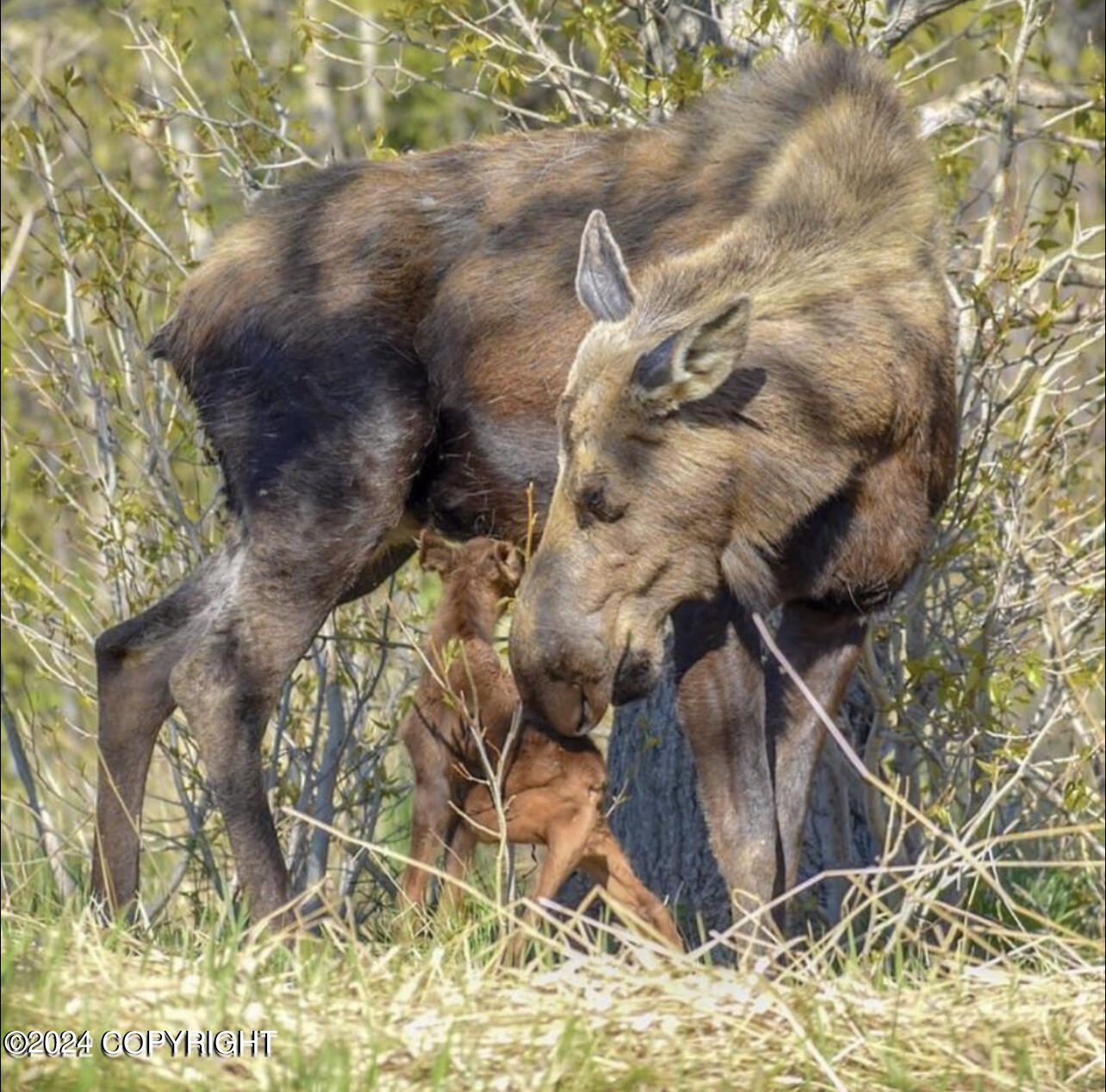 18702 Guillemot Circle