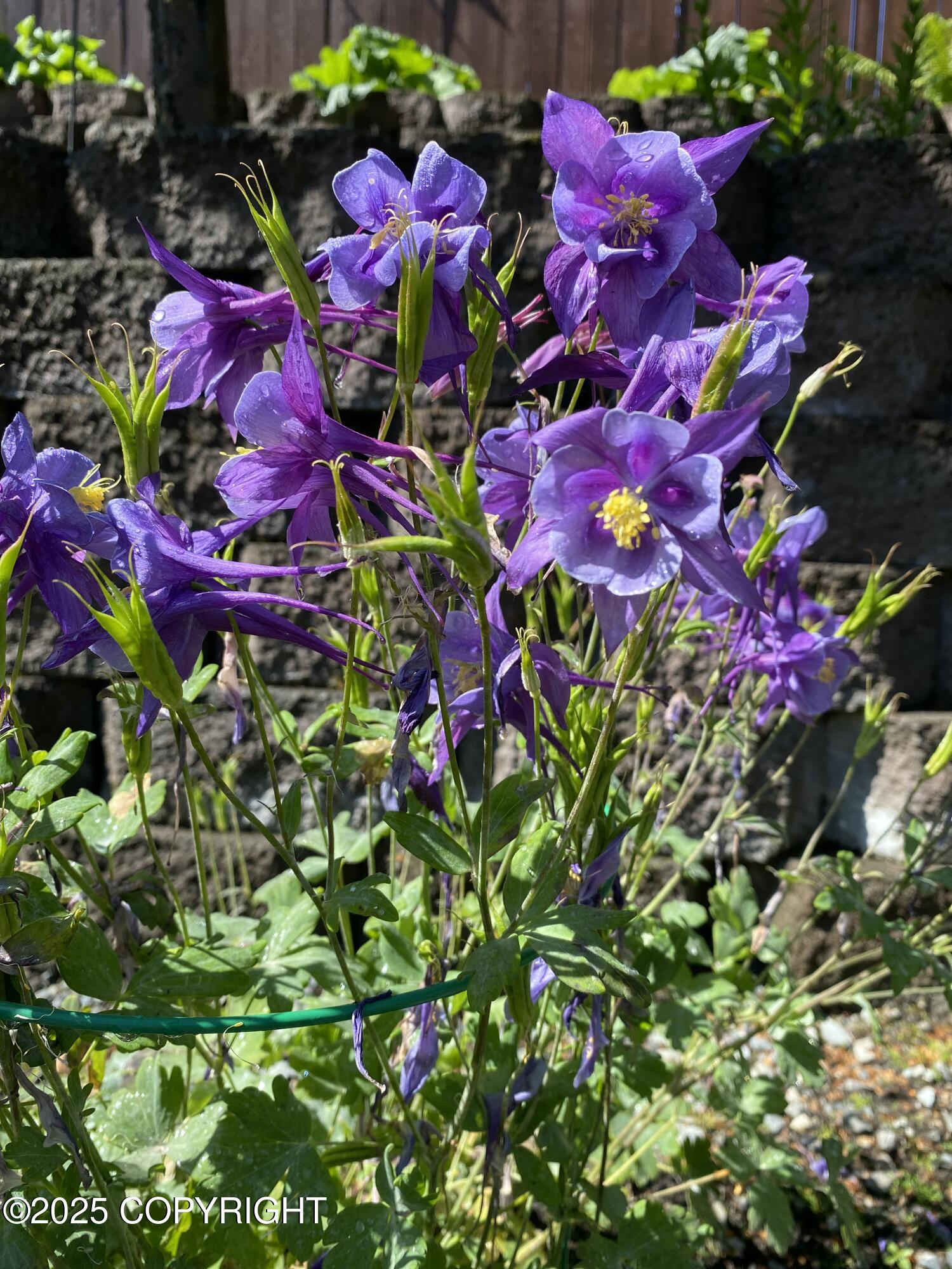 7910 Alpine View Circle