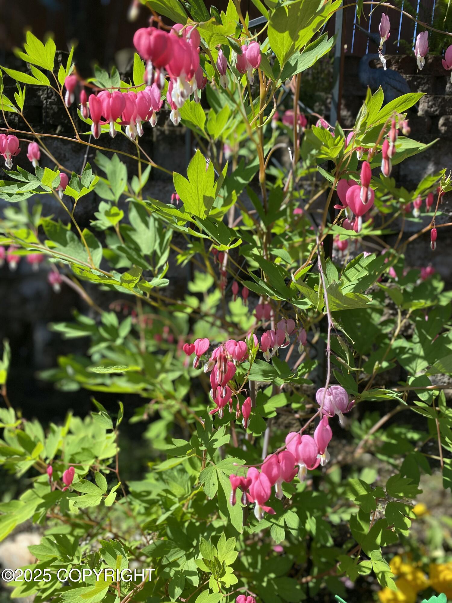 7910 Alpine View Circle