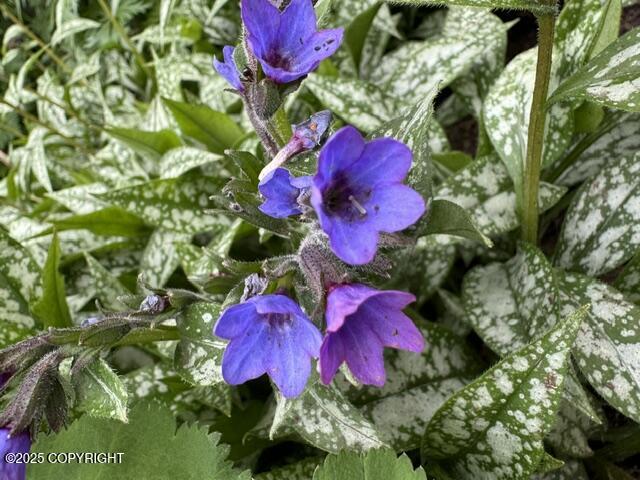 6251 Bubbling Brook Circle