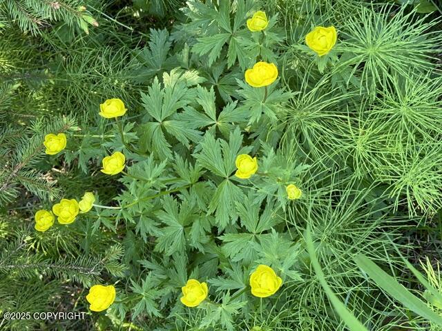 6251 Bubbling Brook Circle