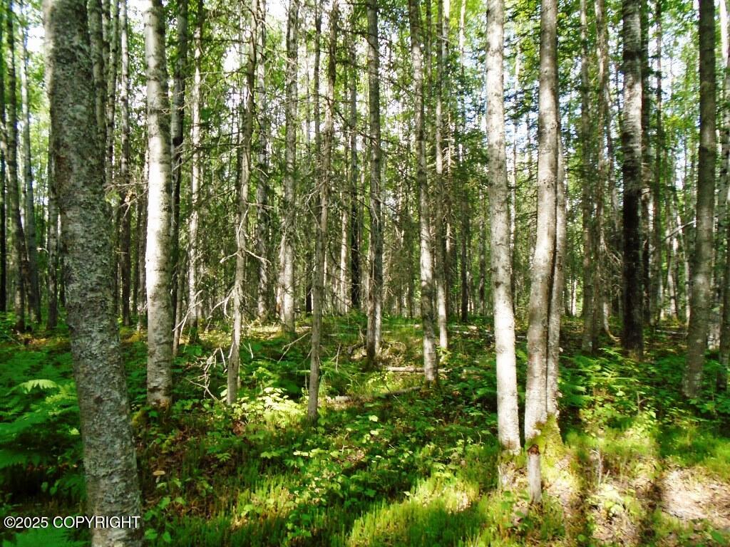 Tr D Mile 93 Parks Highway