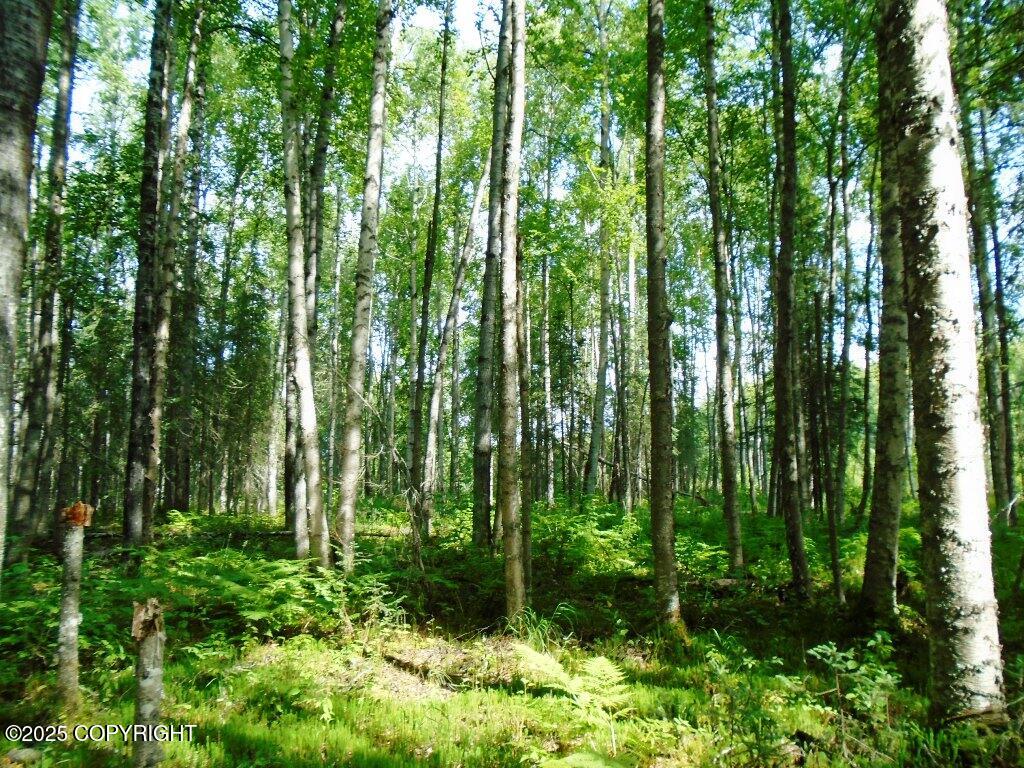 Tr D Mile 93 Parks Highway