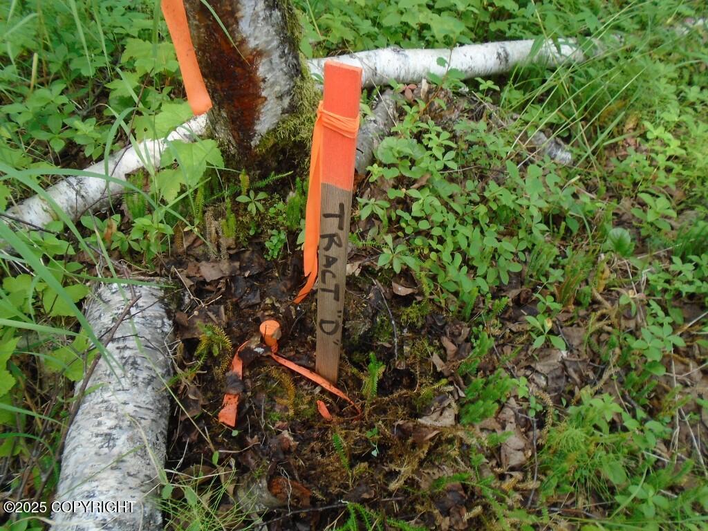 Tr D Mile 93 Parks Highway