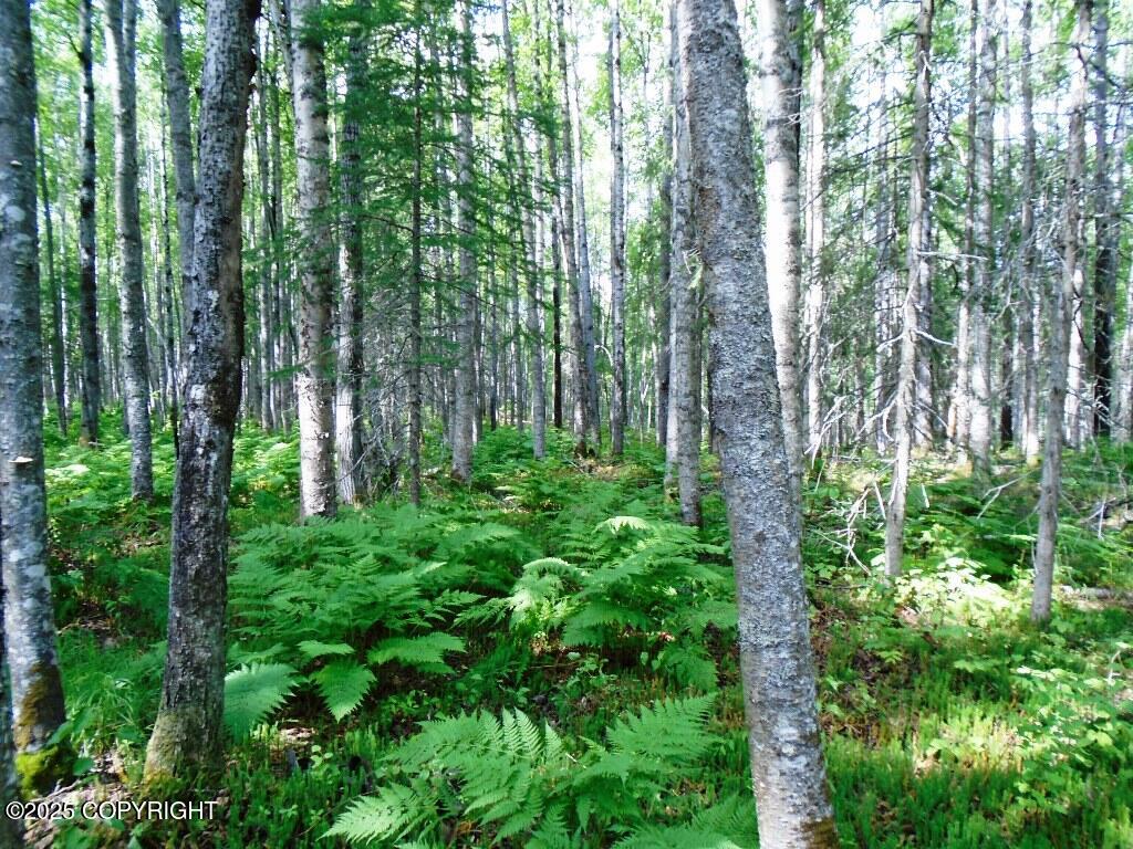 Tr D Mile 93 Parks Highway