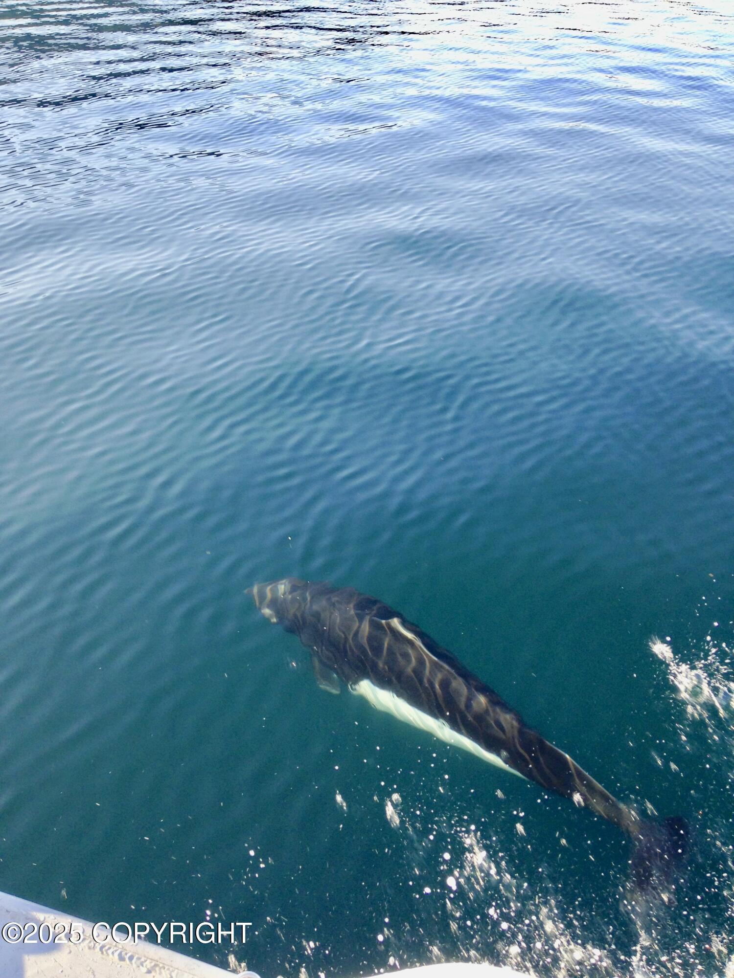 100 Kenai Street # 308 Unit: #308