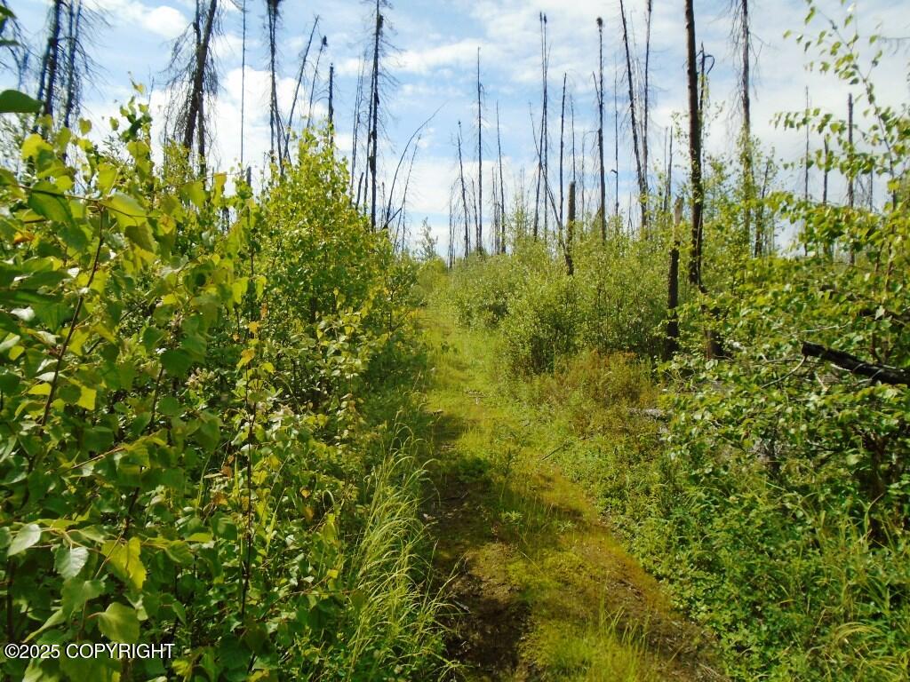 Mile 72 Parks Highway