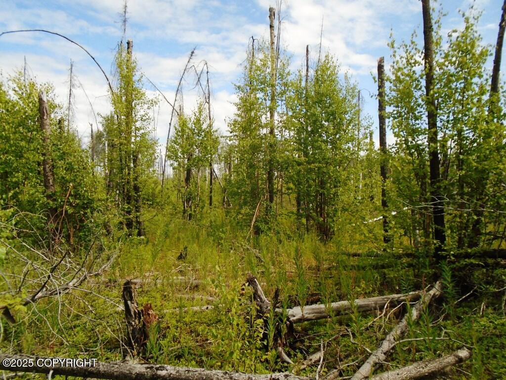 Mile 72 Parks Highway