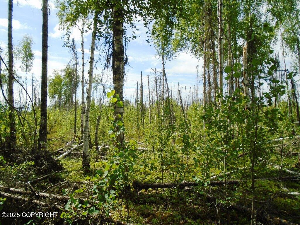 Mile 72 Parks Highway