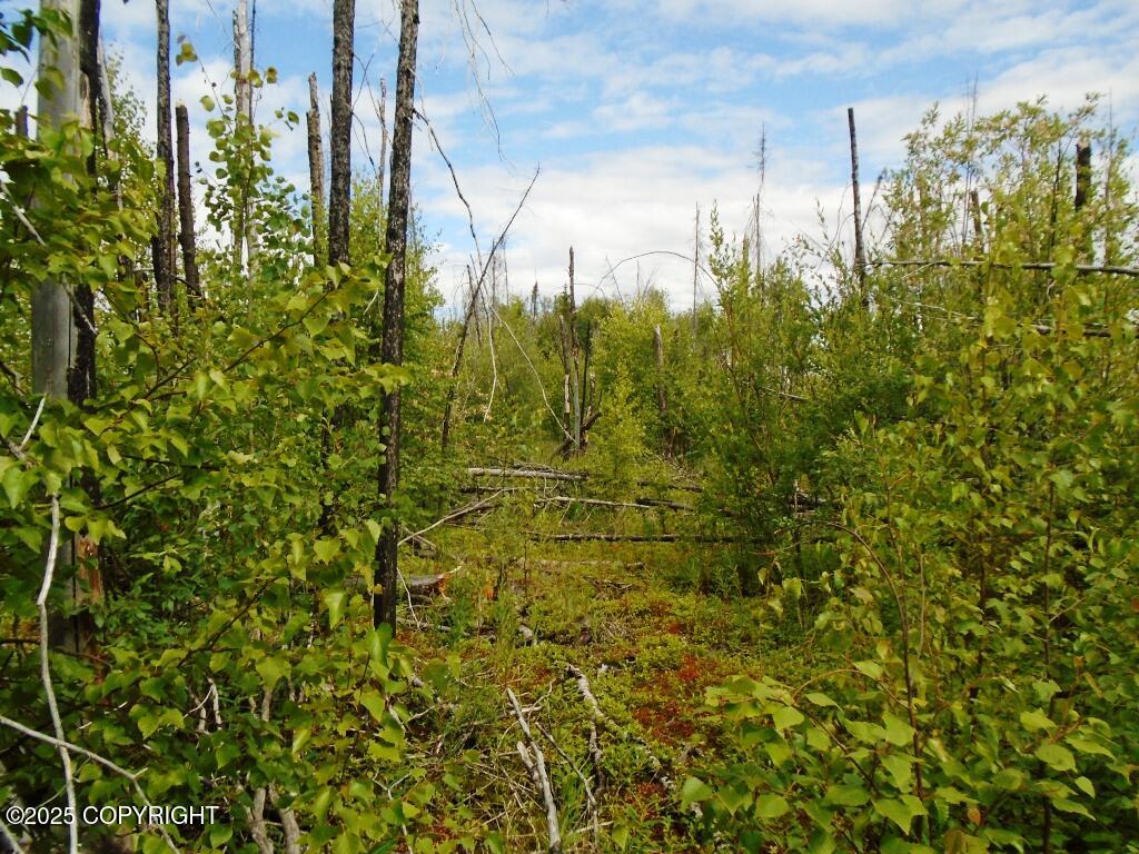 Mile 72 Parks Highway