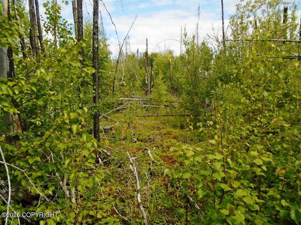 Mile 72 Parks Highway