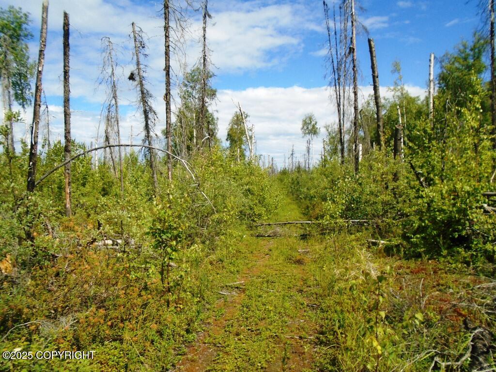 Mile 72 Parks Highway