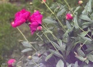 1595 Bellevue Circle