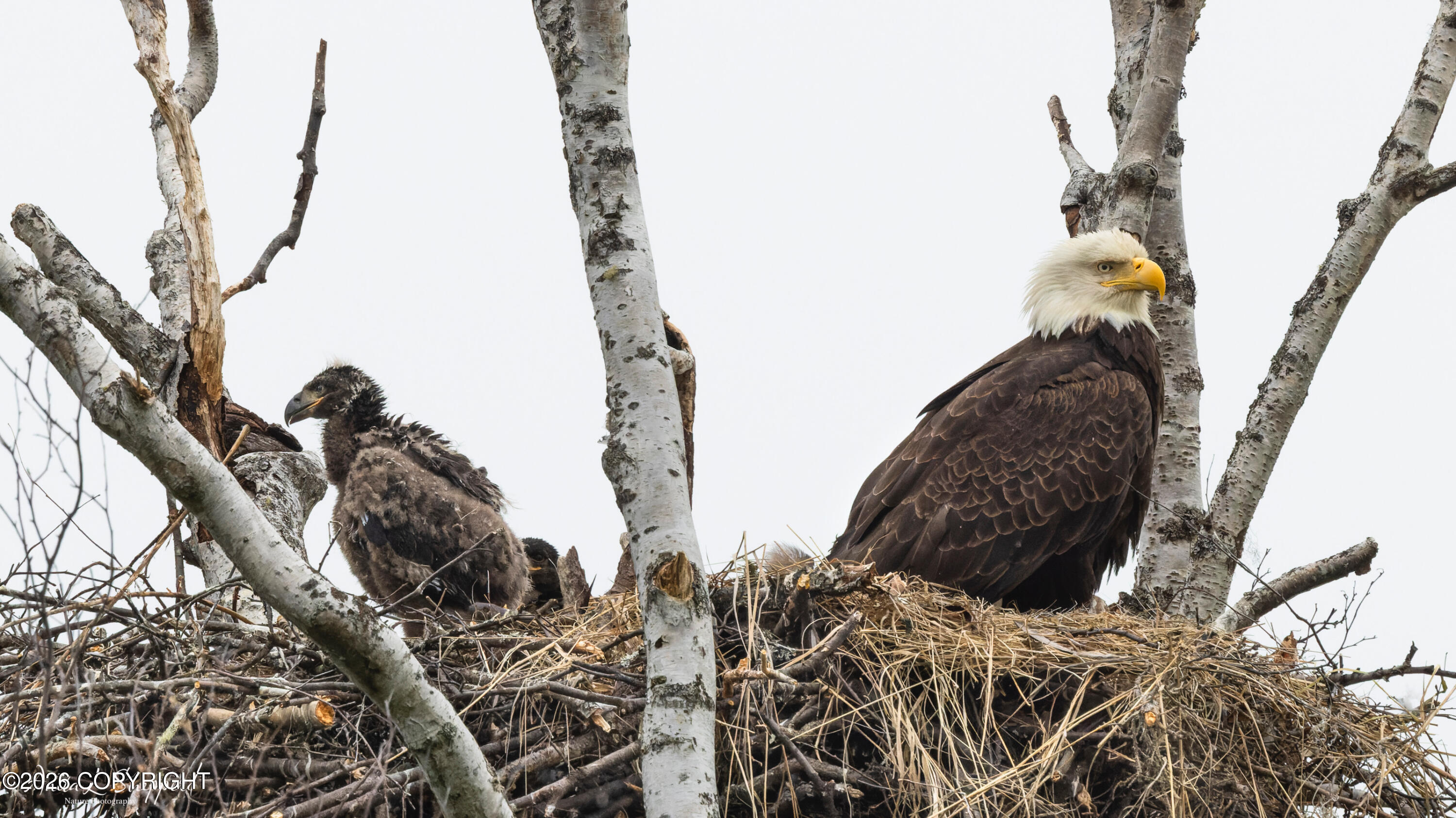 3160 N Paradise Lane