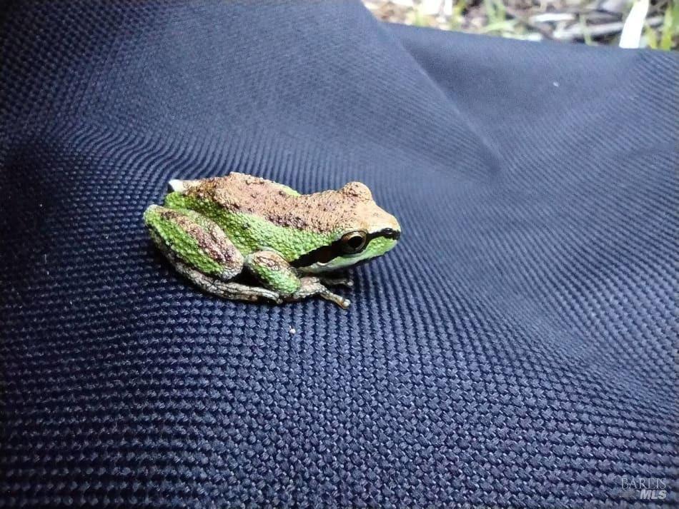 6445 Mountain View Ranch Rd