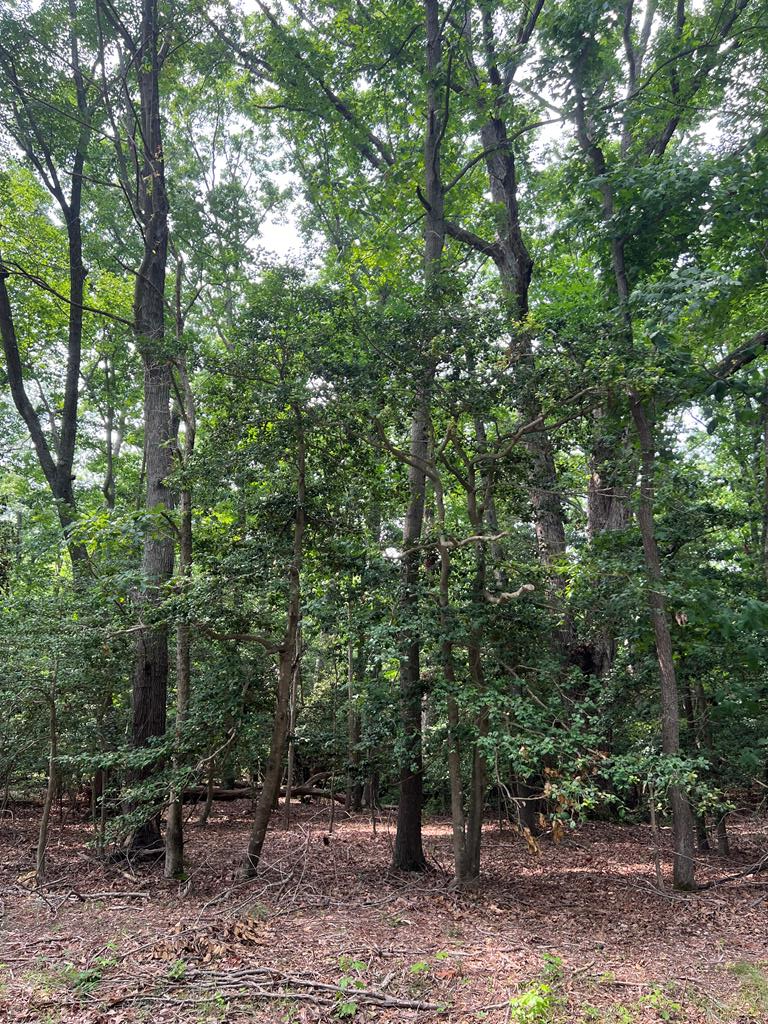 Lot 2 Wittstat Lane