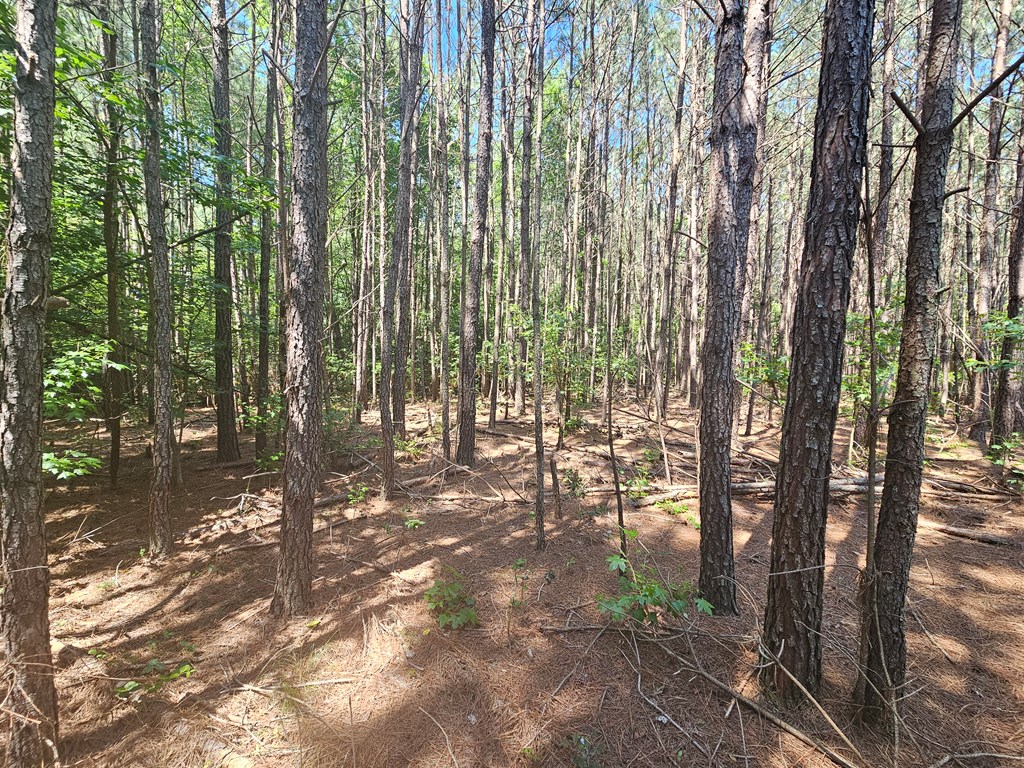 Lot 41 Stoneman Lane