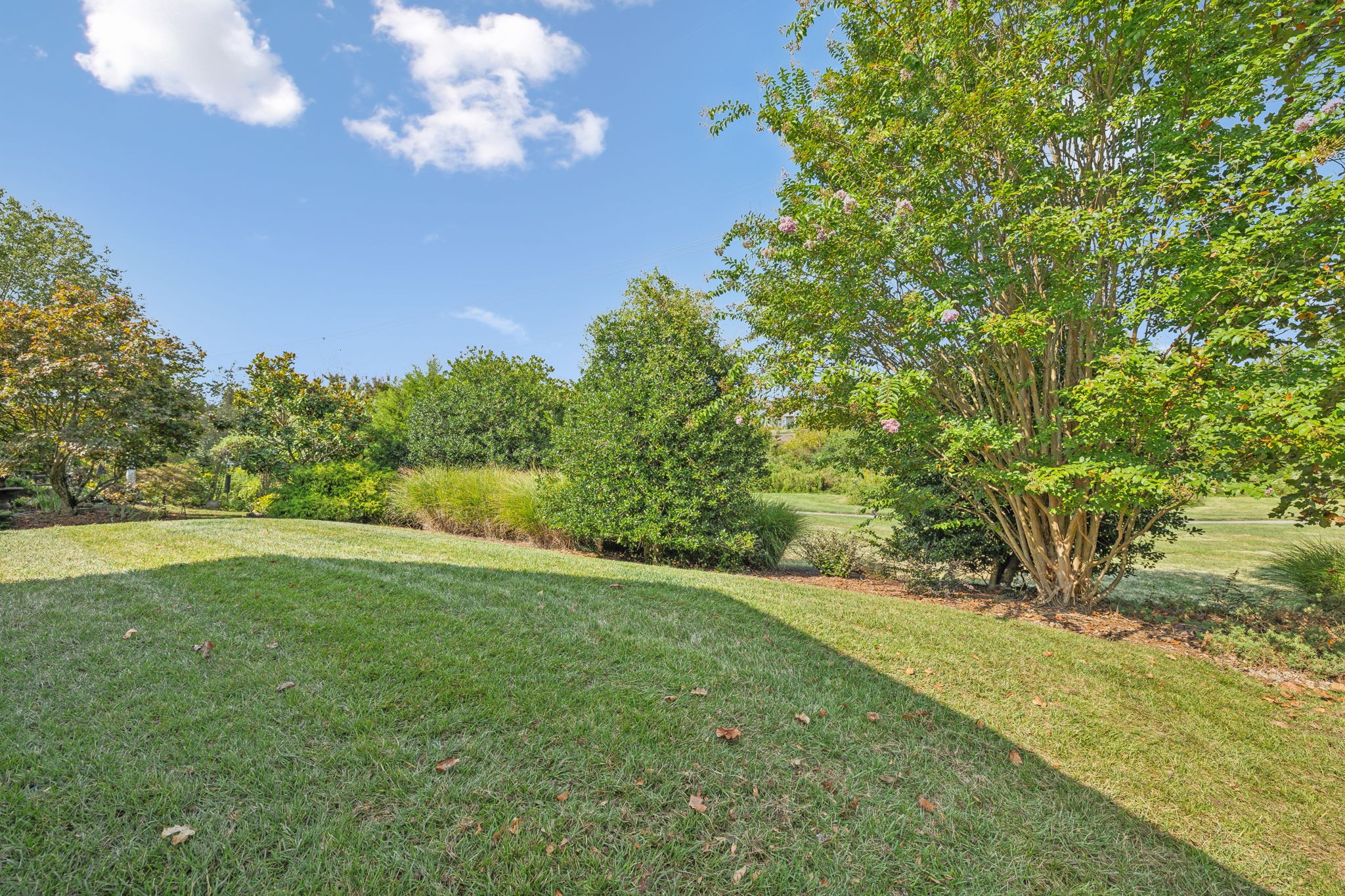 Backyard lawn bordered by dense shrubs and flowering trees.