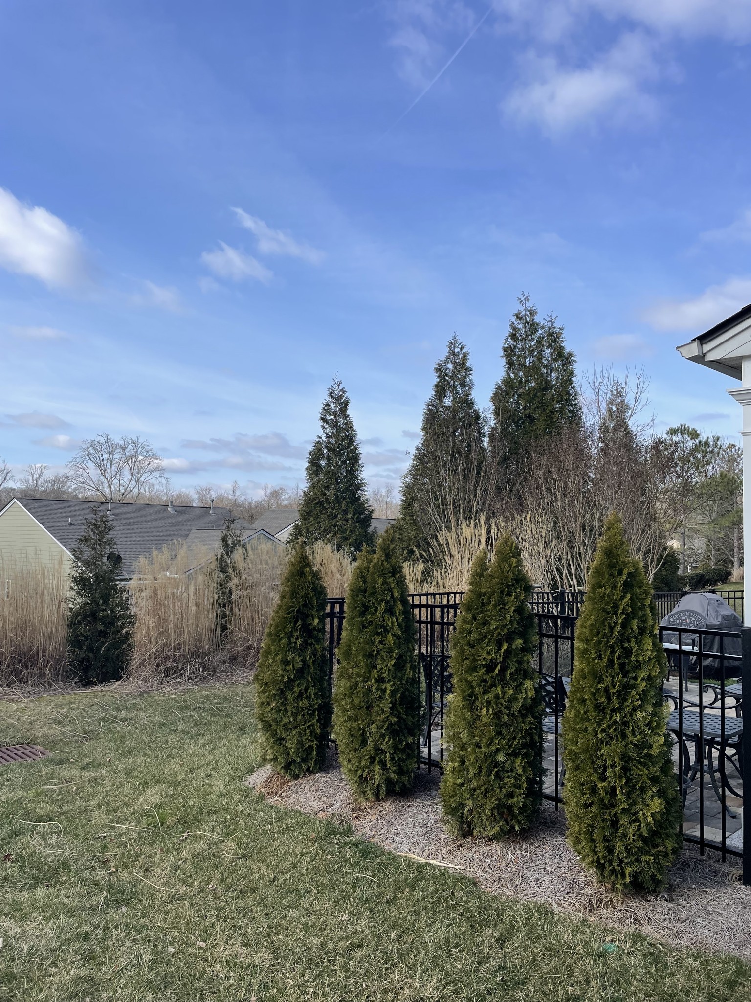 Backyard patio with black metal fencing, outdoor seating, and a row of tall evergreen shrubs.