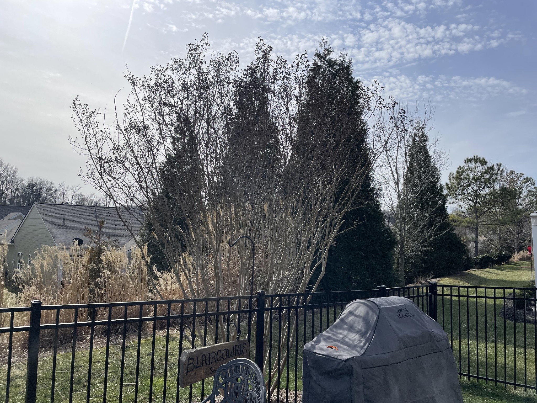 Fenced backyard with a covered Traeger grill, ornamental grasses, and leafless trees.