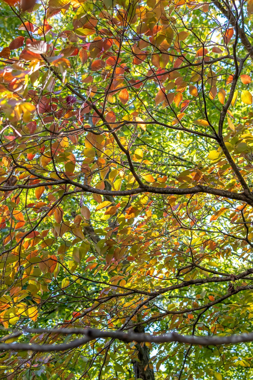 132 Harpeth Trace Smt