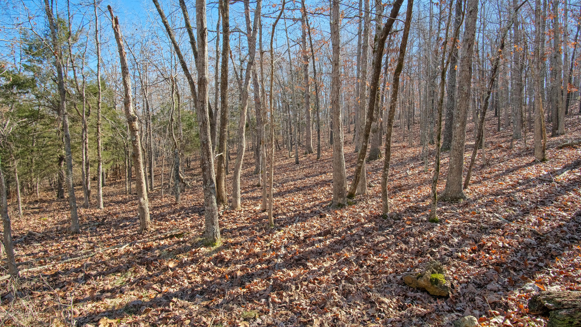 000 County Road 8990