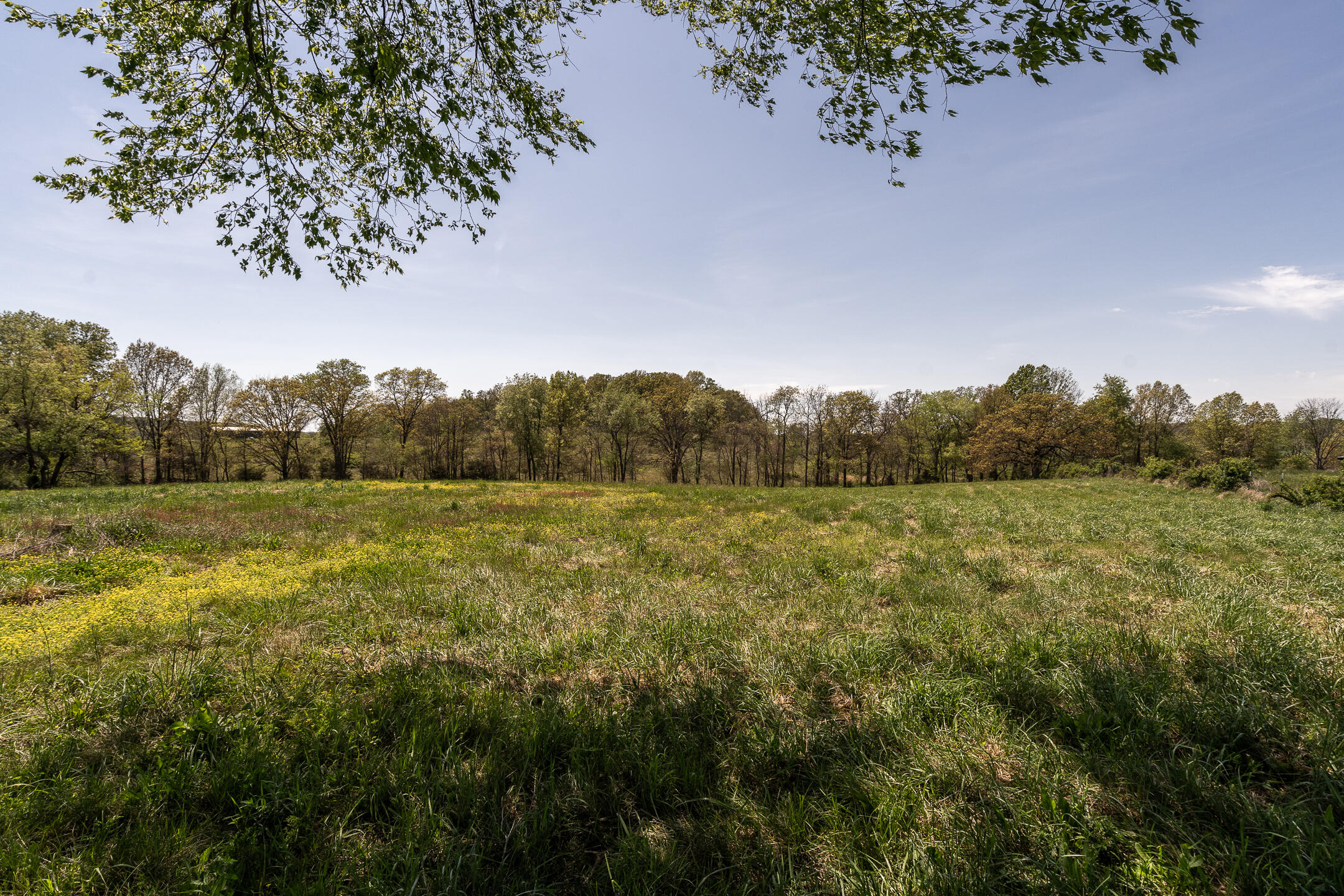 Open grassy field with yellow wildflowers and a tree line in the distance.