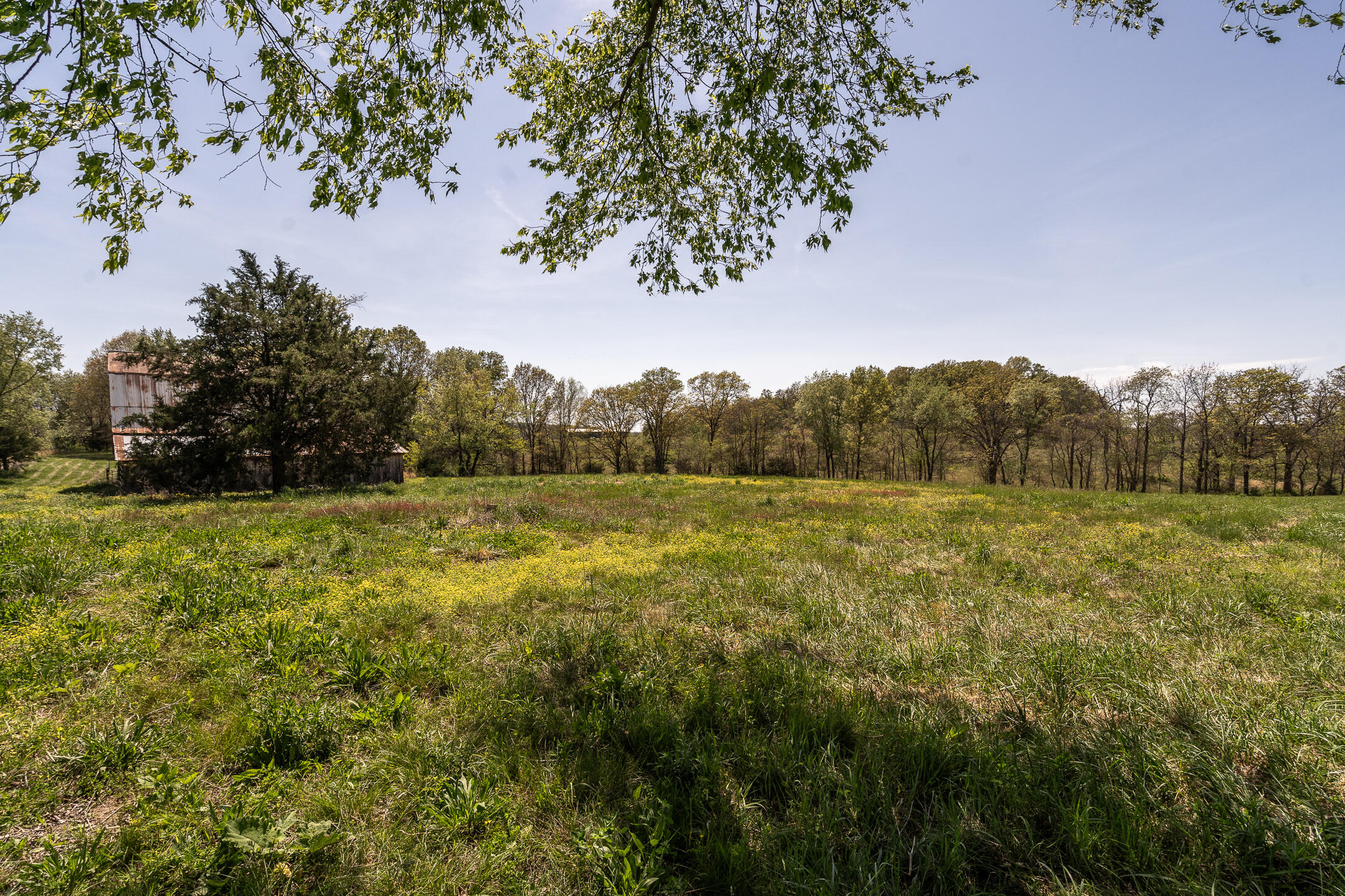 Grassy field with yellow wildflowers, a partly hidden weathered barn, and a wooded tree line.