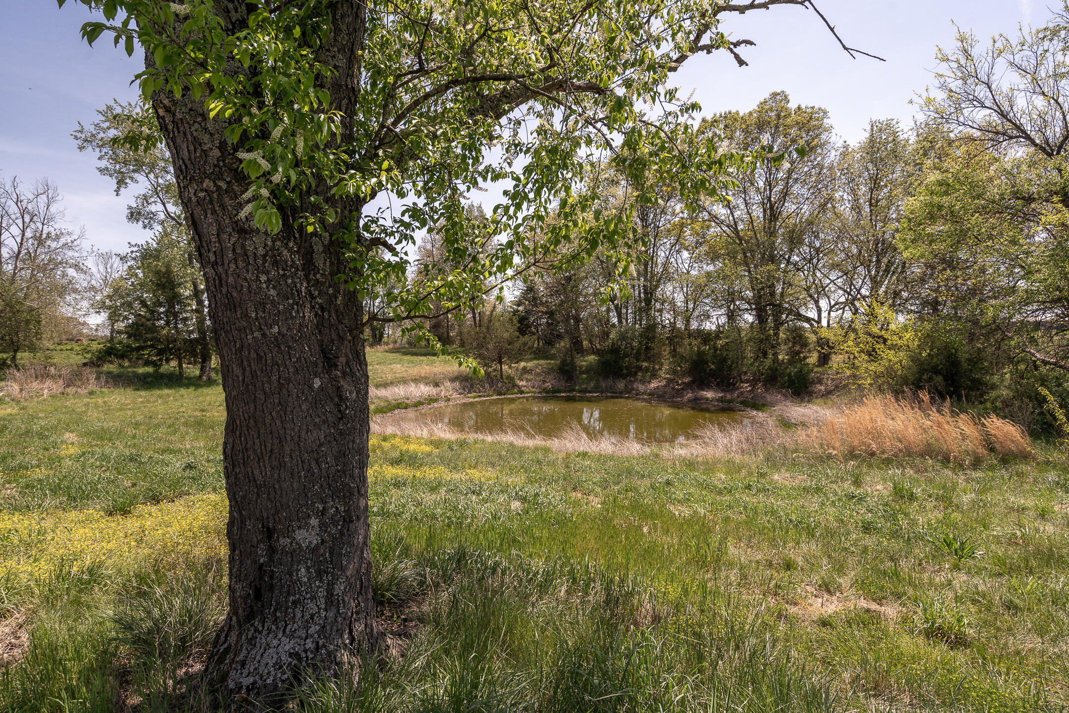 Rural property pond surrounded by grass and trees, with a large tree in the foreground.