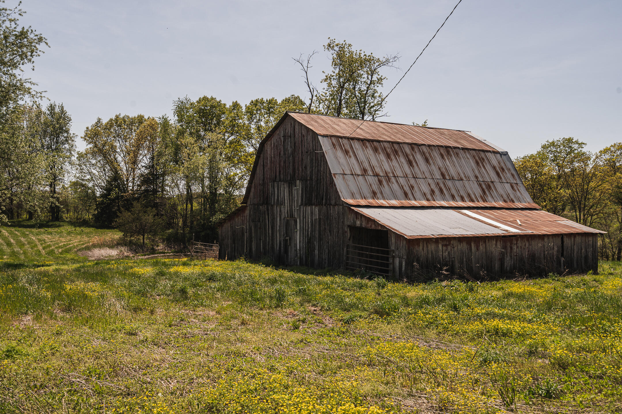 Weathered wooden barn with a rusted metal roof in a meadow of yellow wildflowers.