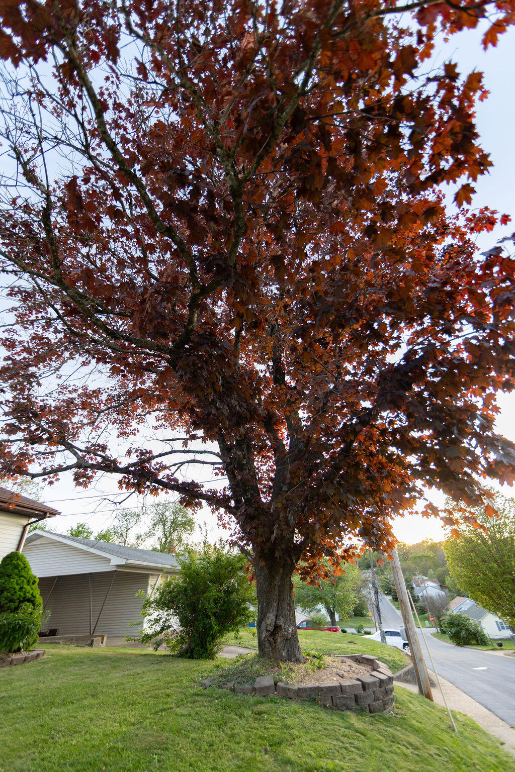 Mature red-leafed tree in the front lawn beside the house.