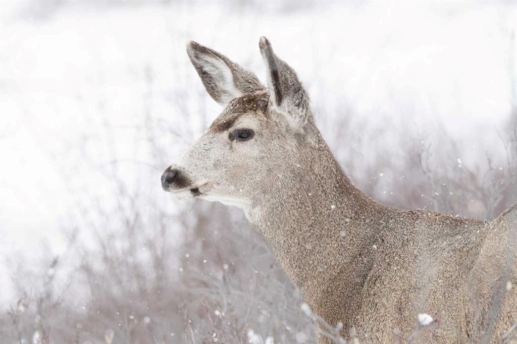 33 Discovery Rise SW