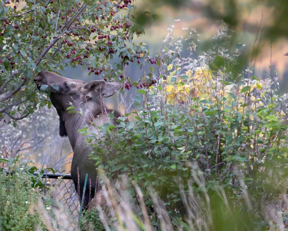 33 Discovery Rise SW