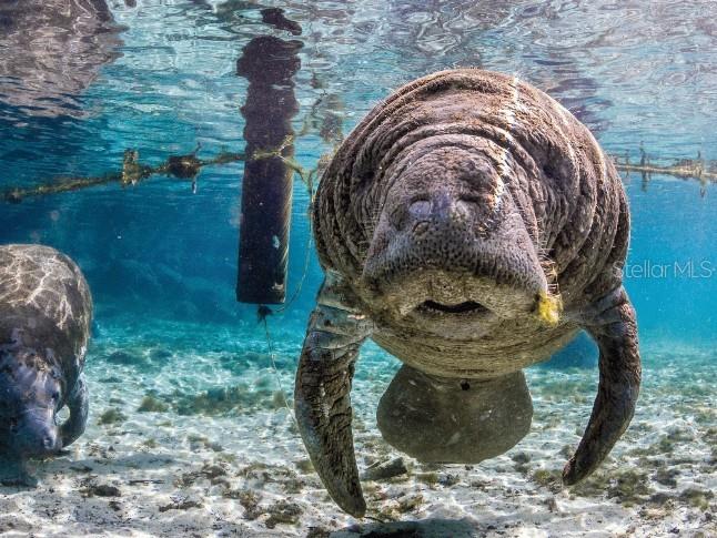 2220 ELEGANT MANOR CIR