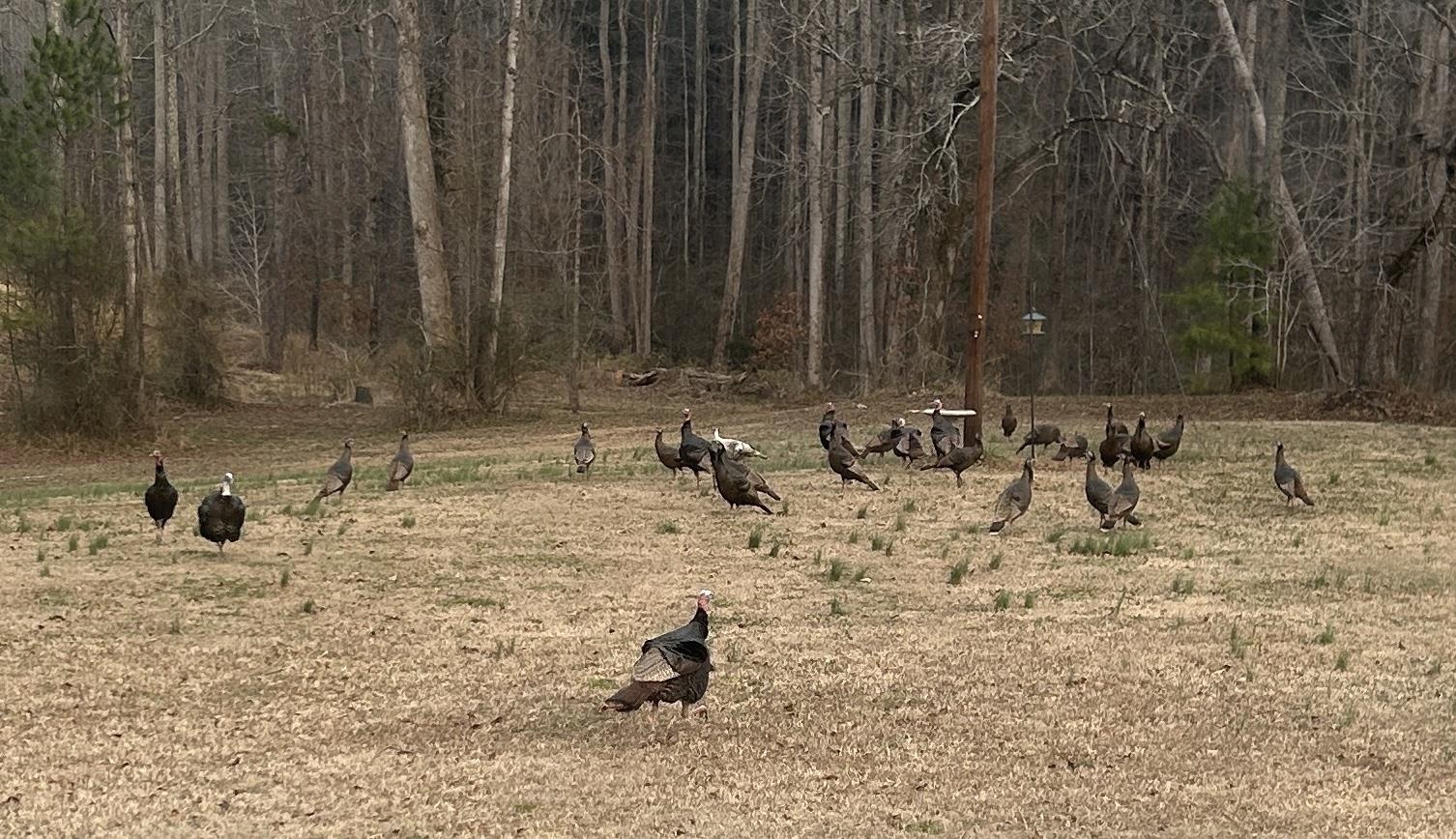 303 Horse Creek Road