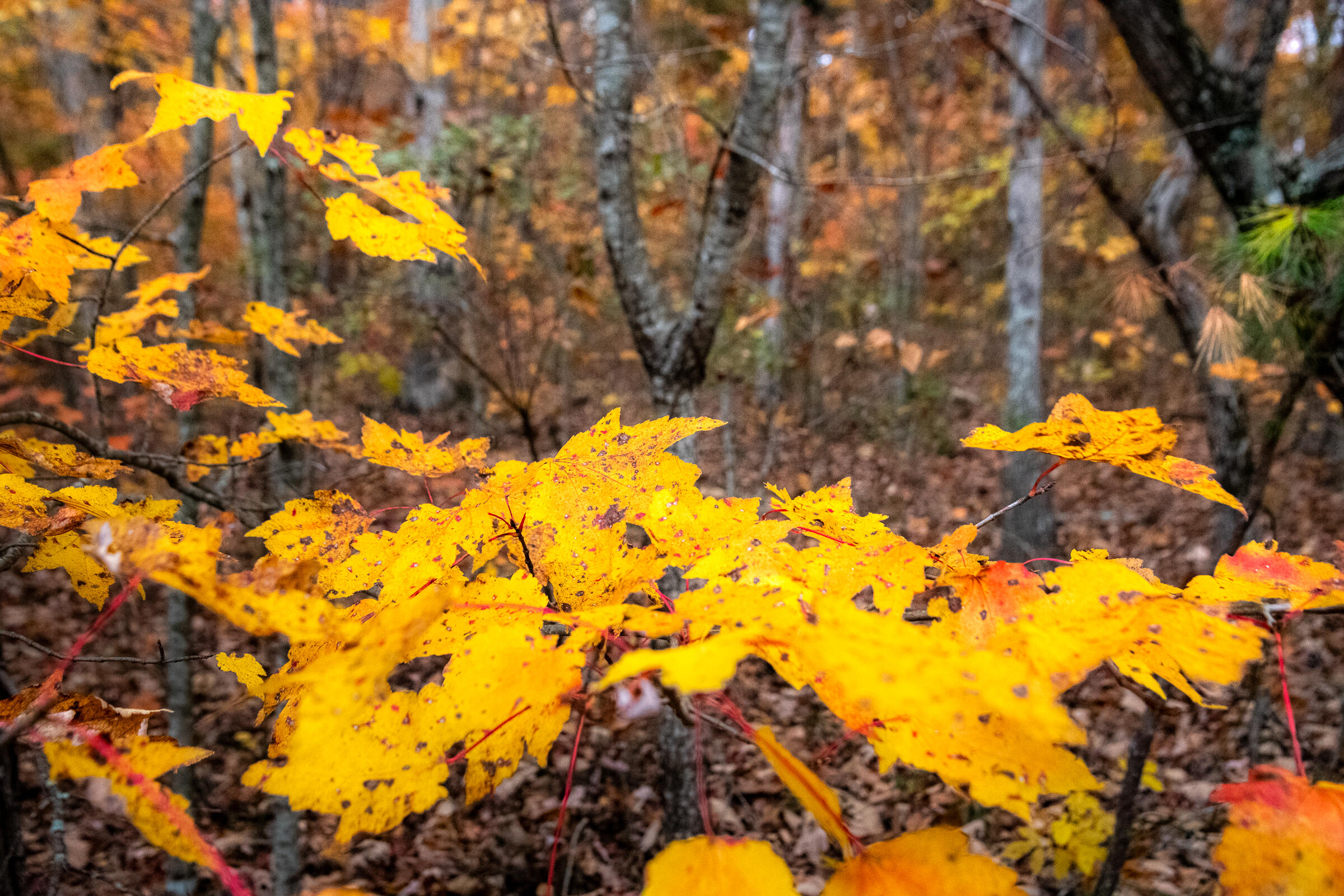 0 Clear Brooks Drive