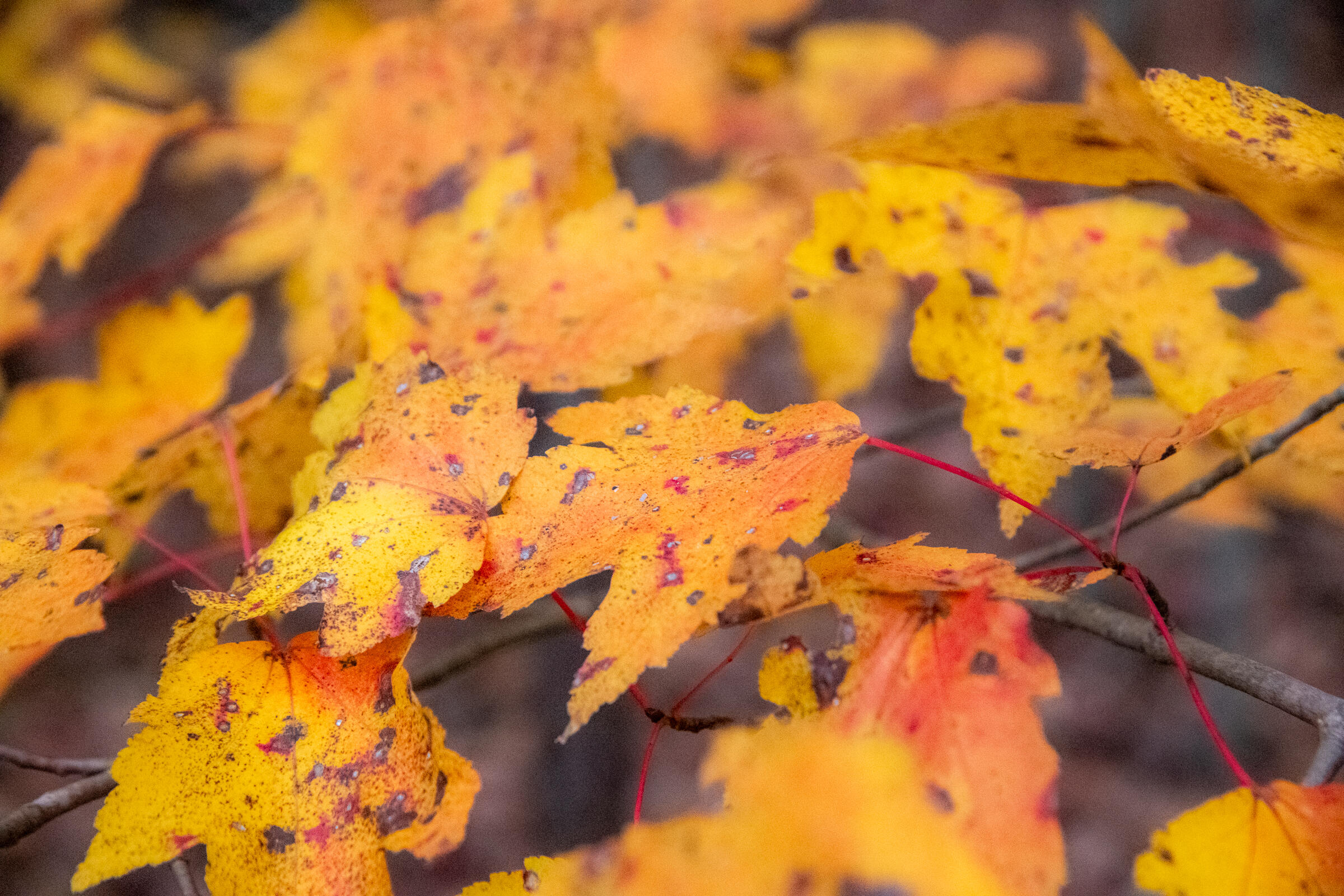 0 Clear Brooks Drive